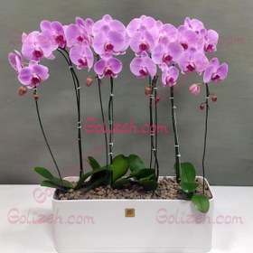 تصویر گیاه ارکیده بنفش ۴بوته 