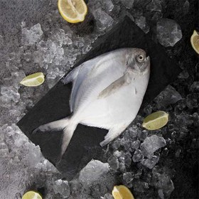 تصویر ماهی حلوا سفید بزرگ (زبیدی) 