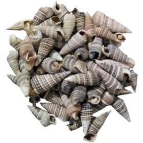 تصویر صدف تزئینی آکواریوم مدل Opox100 وزن 50 گرم | چند رنگ 