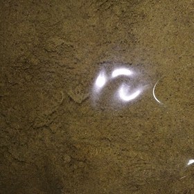 تصویر پودر رازیانه ۱۰۰ گرمی 