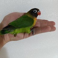 تصویر طوطی برزیلی 