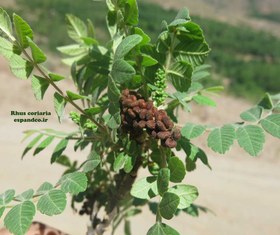 تصویر گیاه دارویی هسته سماق Rhus coriaria 