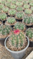 تصویر فرو کاکتوس 