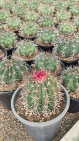 تصویر فرو کاکتوس 