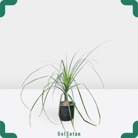 تصویر لیندا ارتفاع65 