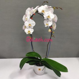 تصویر گل ارکیده سفید گلیزه 