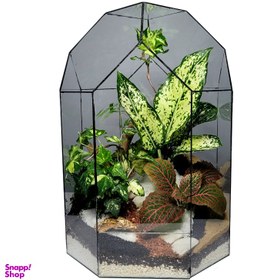 تصویر تراریوم مدل مانتیس کد 03 