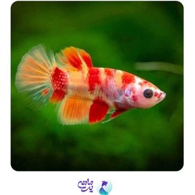 تصویر ماهی فایتر ماده کندی 