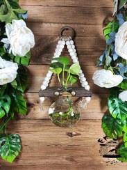 تصویر گیاه پتوس سلنا 