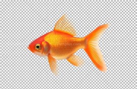 تصویر تصویر بدون پس زمینه ماهی قرمز عید eid red fish transparent background