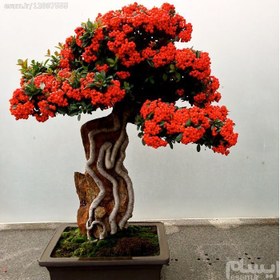 تصویر 7عدد بذر بونسای "red pyracantha bonsai" 