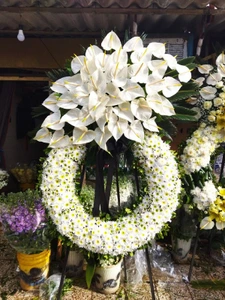 تصویر فروشگاه گل و گیاه فلوریکا