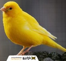 تصویر تصویر استوک پرنده قناری 