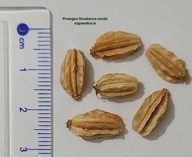 تصویر بذر جاشیر Prangos ferulacea 