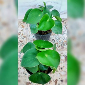 تصویر گیاه پپرومیا قاشقی 