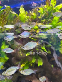 تصویر رمبو نئون دارف 