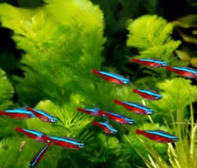 تصویر ماهی تترا کاردینال پک ۱۰ عددی سایز ۳ سانت 