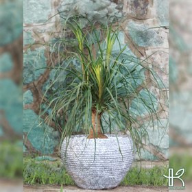 تصویر لیندا 