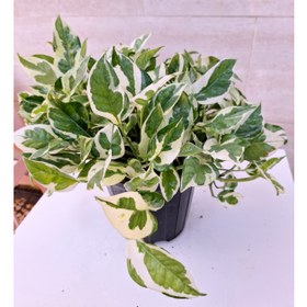 تصویر پتوس ارتشی سایز بزرگ آویزدار برگ درشت گلدون ۷ گلخونه ای 