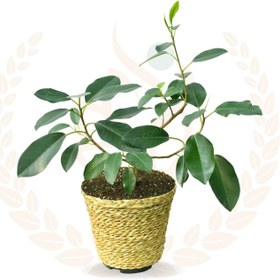 تصویر فیکوس جنگلی 