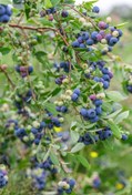 تصویر نهال بلوبری ۴ ساله Blueberry plant