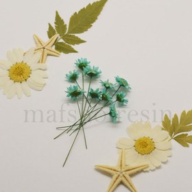 تصویر گل خشک بابونه وحشی آبی کمرنگ 