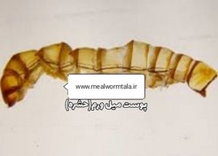 تصویر پوست میلورم ( خرید مستقیم از تولید کننده) mealworm poost