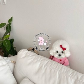 تصویر پودل عروسکی 