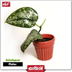 تصویر فروشگاه گل باکس