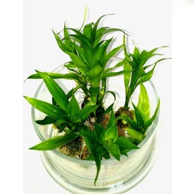 تصویر بامبو مینیاتوری 