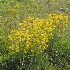 تصویر تقویت کننده عطر و طعم روغن حیوانی(چویر) 