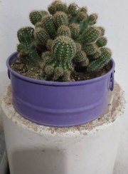 تصویر گل زیبای کاکتوس توپی پربوته 