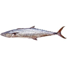 تصویر ماهی شیر 