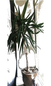 تصویر گیاه آپارتمانی یوکا ا ارتفاع 150 سانت ارتفاع 150 سانت