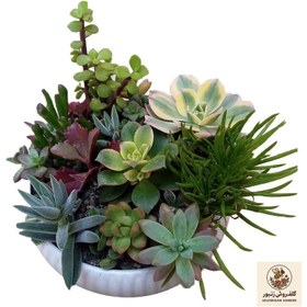 تصویر گل طبیعی کاکتوس مدل 02 | کد: ZNB-45J 