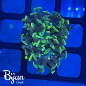 تصویر همر لنگری هیبرید 