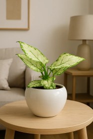 تصویر آگلونما وایت جوی 