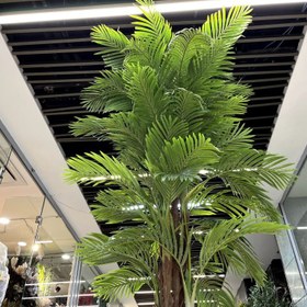 تصویر درختچه کنتیا 5 تنه درختی 