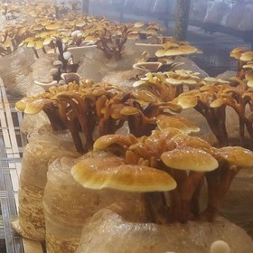 تصویر قارچ گانودرما 50 گرمی Ganoderma lucidum(هزینه ارسال 45000تومان) 