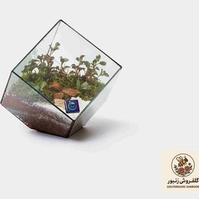تصویر گیاه طبیعی تراریوم سل تراریوم مدل مربع سرکج | کد: ZNB-5MU 