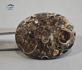 تصویر فسیل توریتلا بیضی 7.9 گرم 