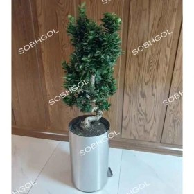 تصویر بونسای طرح S مدل BS31 