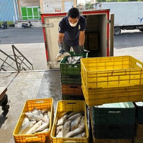 تصویر ماهی سالمون (کیلویی) 