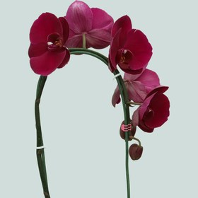 تصویر گلدان ارکیده ارغوانی گل درشت 