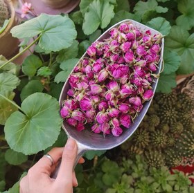 تصویر غنچه گل محمدی معمولی 