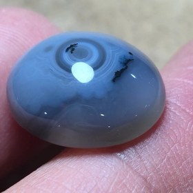 تصویر باباقوری شجر قائن 