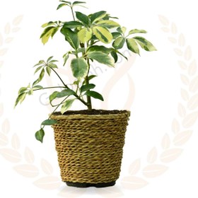 تصویر شفلرا ابلق 