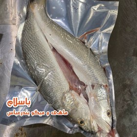 تصویر ماهی شوریده شکم خالی سایز متوسط- 1 کیلوگرم 