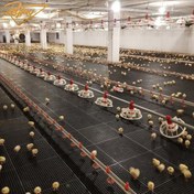 تصویر کفپوش تایل مرغداری پایه بلند 