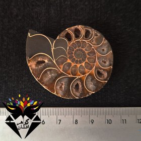 تصویر آمونیت فسیل اصل ST3061 